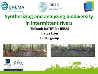 Synthesizing and analyzing biodiversity
in intermittent rivers
Thibault DATRY for IRBAS
Irstea Lyon
IRBAS group
 