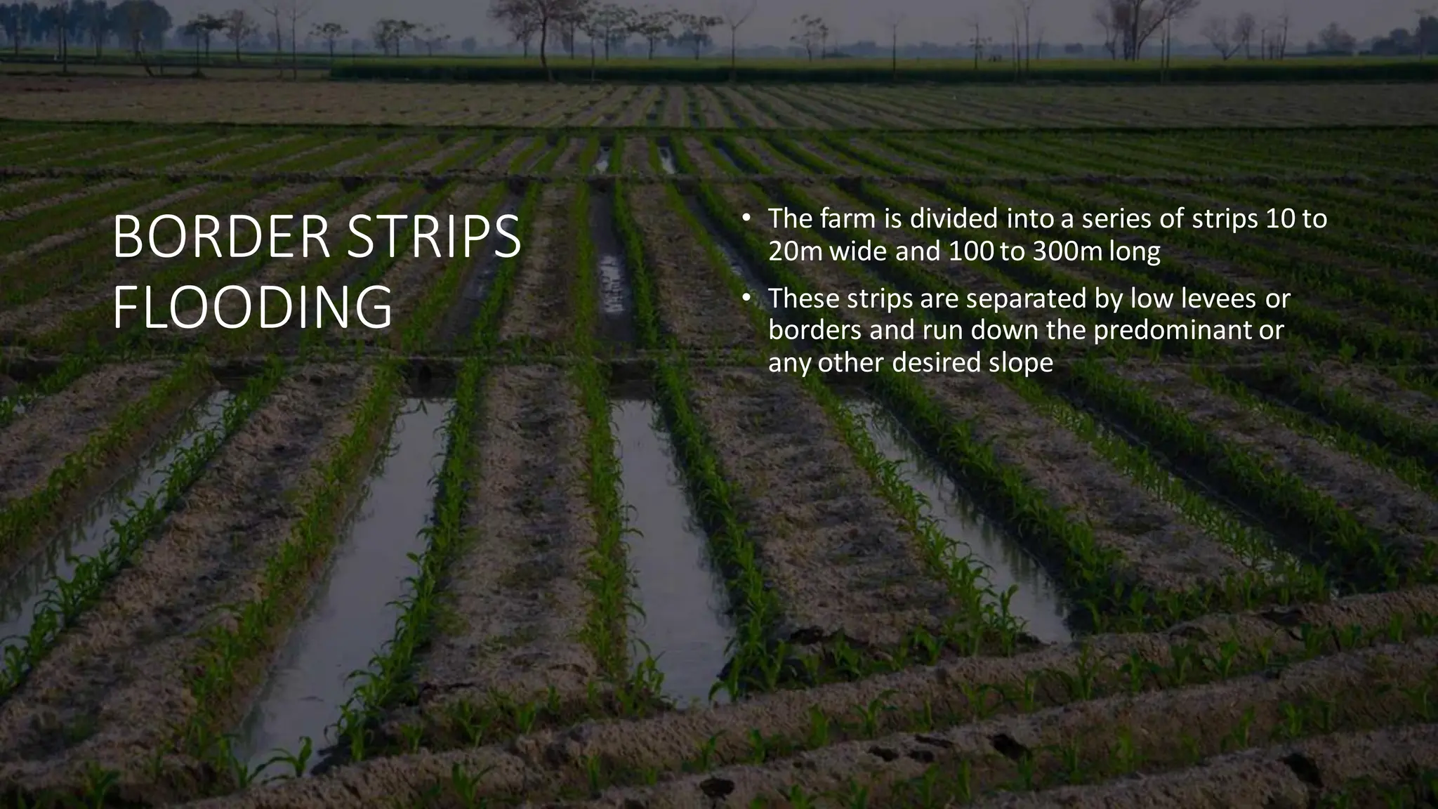 BORDER STRIPS
FLOODING
• The farm is divided into a series of strips 10 to
20m wide and 100 to 300m long
• These strips are separated by low levees or
borders and run down the predominant or
any other desired slope
 