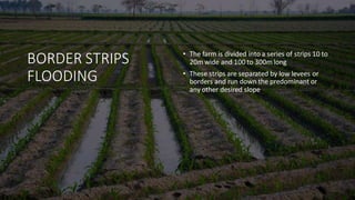 BORDER STRIPS
FLOODING
• The farm is divided into a series of strips 10 to
20m wide and 100 to 300m long
• These strips are separated by low levees or
borders and run down the predominant or
any other desired slope
 
