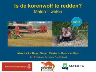 Is de korenwolf te redden?
Meten = weten
Maurice La Haye, Gerard Müskens, Ruud van Kats,
Dr. HP Koelewijn, Dr. Kuiters, Prof. H. Siepel
 