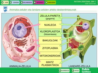 Animalia-zelulen eta landare-zelulen arteko desberdintasunak
HASI ESKEMA BALIABIDEAK INTERNET JARDUERA
IRTENAURREKOA
NATURA ZIENTZIAK, DBH 1
Izaki bizidunak
ZELULA-PARETA
(gogorra)
ANIMALIA-ZELULA LANDARE-ZELULA
NUKLEOA
KLOROPLASTOA
(fotosintesia)
BAKUOLOAK
ZITOPLASMA
MINTZ
PLASMATIKOA
MITOKONDRIOAK
 
