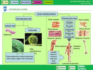 Antolaketa-mailak
HASI ESKEMA BALIABIDEAK INTERNET JARDUERA
IRTENAURREKOA
NATURA ZIENTZIAK, DBH 1
Izaki bizidunak
IZAKI BIZIDUNAK
Zelulabakarrak
zelula bat
koloniak
Bakterioa
Alga
zelulabakarra
(Volvox)
Zelula-elkarketa (zelula bakoitzak
bere kabuz egiten ditu funtzioak)
Zelulaniztunak
Zelulak
Ehunak
Organoak
Sistemak
Aparatuak
Lokomozio-aparatua
Hezur-zelulaGihar-zelulak
Hezur-ehuna
Zelulek
elkarren
beharra
dute bizi
ahal
izateko
Organoa: hezurra
Eskeleto-
sistema
Gihar-ehuna
Organoa: giharra
Gihar-sistema
 