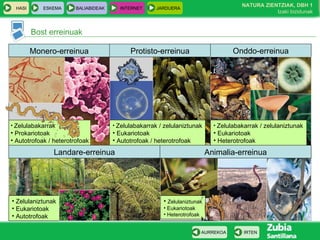 HASI ESKEMA BALIABIDEAK INTERNET JARDUERA
Bost erreinuak
IRTENAURREKOA
NATURA ZIENTZIAK, DBH 1
Izaki bizidunak
Onddo-erreinua
• Zelulabakarrak
• Prokariotoak
• Autotrofoak / heterotrofoak
Monero-erreinua Protisto-erreinua
• Zelulabakarrak / zelulaniztunak
• Eukariotoak
• Autotrofoak / heterotrofoak
• Zelulabakarrak / zelulaniztunak
• Eukariotoak
• Heterotrofoak
• Zelulaniztunak
• Eukariotoak
• Autotrofoak
Animalia-erreinuaLandare-erreinua
• Zelulaniztunak
• Eukariotoak
• Heterotrofoak
 