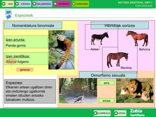 HASI ESKEMA BALIABIDEAK INTERNET JARDUERA
Espezieak
IRTENAURREKOA
NATURA ZIENTZIAK, DBH 1
Izaki bizidunak
Dimorfismo sexuala
Hibridoak sortzeaNomenklatura binomiala
Izen arrunta:
Panda gorria
Izen zientifikoa:
Ailurus fulgens
generoa
emea
arra
Astoa Behorra
Mandoa
Espeziea:
Elkarren artean ugaltzen diren
eta ondorengo ugalkorrak
ematen dituzten antzeko
banakoen multzoa.
 