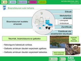HASI ESKEMA BALIABIDEAK INTERNET JARDUERA
Bioaniztasunari eutsi beharra
IRTENAURREKOA
NATURA ZIENTZIAK, DBH 1
Izaki bizidunak
Bioanistasunari eusteko
arrazoiak
Zientifikoak
Estetikoak eta
aisialdiarekin loturikoak
Merkataritza-
arrazoiak
Etikoak
- Lehengaiak
- Antibiotikoak
Neurriak, bioaniztasuna ez galtzeko
- Naturagune babestuak sortzea.
- Galtzeko arriskuan dauden espezieak ugaltzea.
- Galtzeko arriskuan dauden espezieak babestea.
Doñanako
Parke
Nazionala
Iberiar katamotza
(Linx pardinus)
 