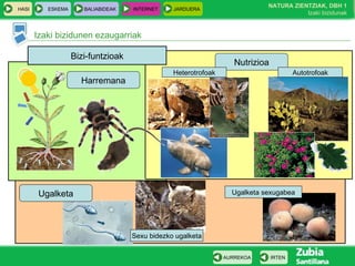 Izaki bizidunen ezaugarriak
HASI ESKEMA BALIABIDEAK INTERNET JARDUERA
IRTENAURREKOA
NATURA ZIENTZIAK, DBH 1
Izaki bizidunak
Bizi-funtzioak
Harremana
Ugalketa
Nutrizioa
Heterotrofoak Autotrofoak
Sexu bidezko ugalketa
Ugalketa sexugabea
 