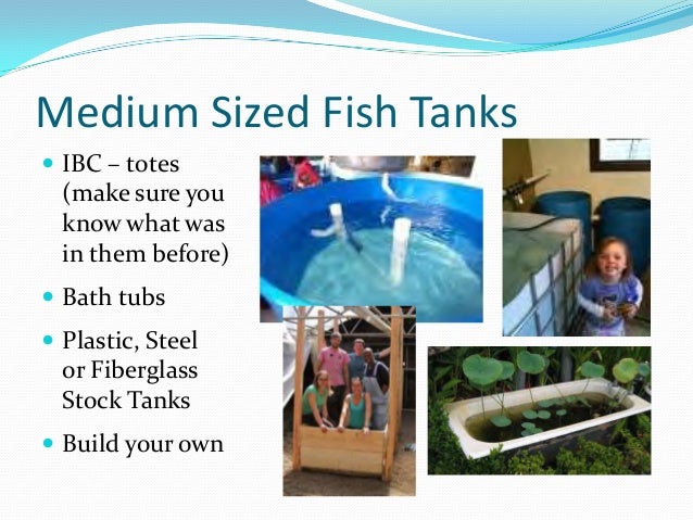 Aquaponics Growing Fish and Plants Together