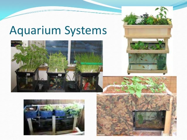 Aquaponics Growing Fish and Plants Together