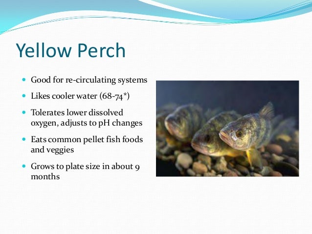 aquaponics growing fish and plants together
