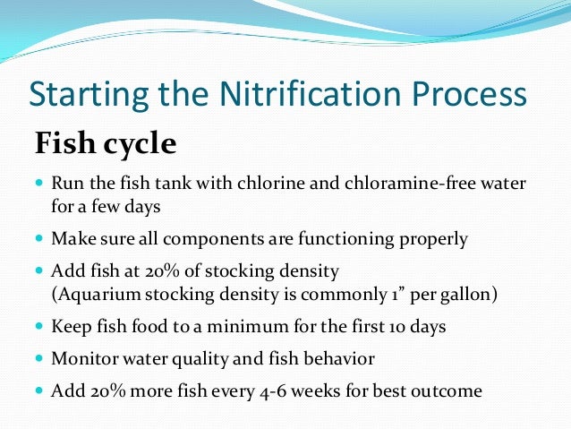 aquaponics growing fish and plants together