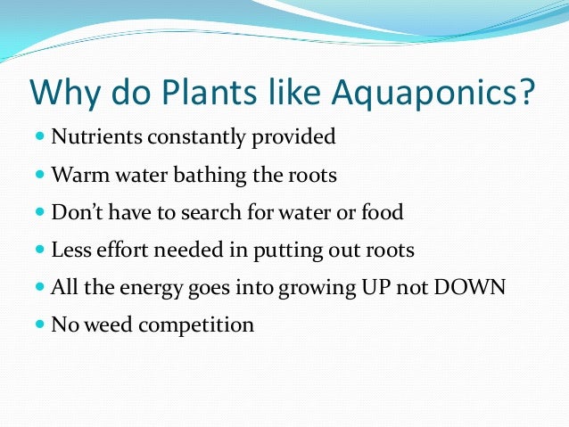 Aquaponics Growing Fish and Plants Together