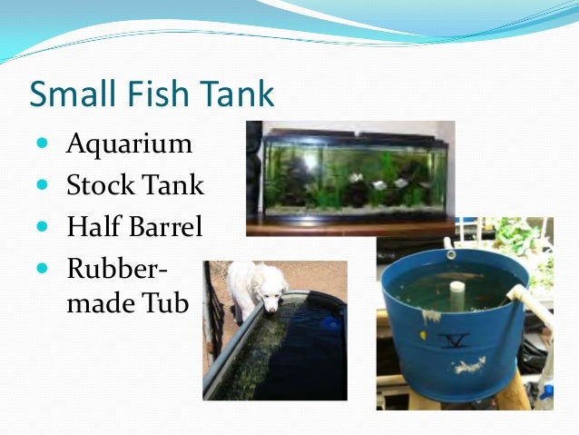 aquaponics growing fish and plants together