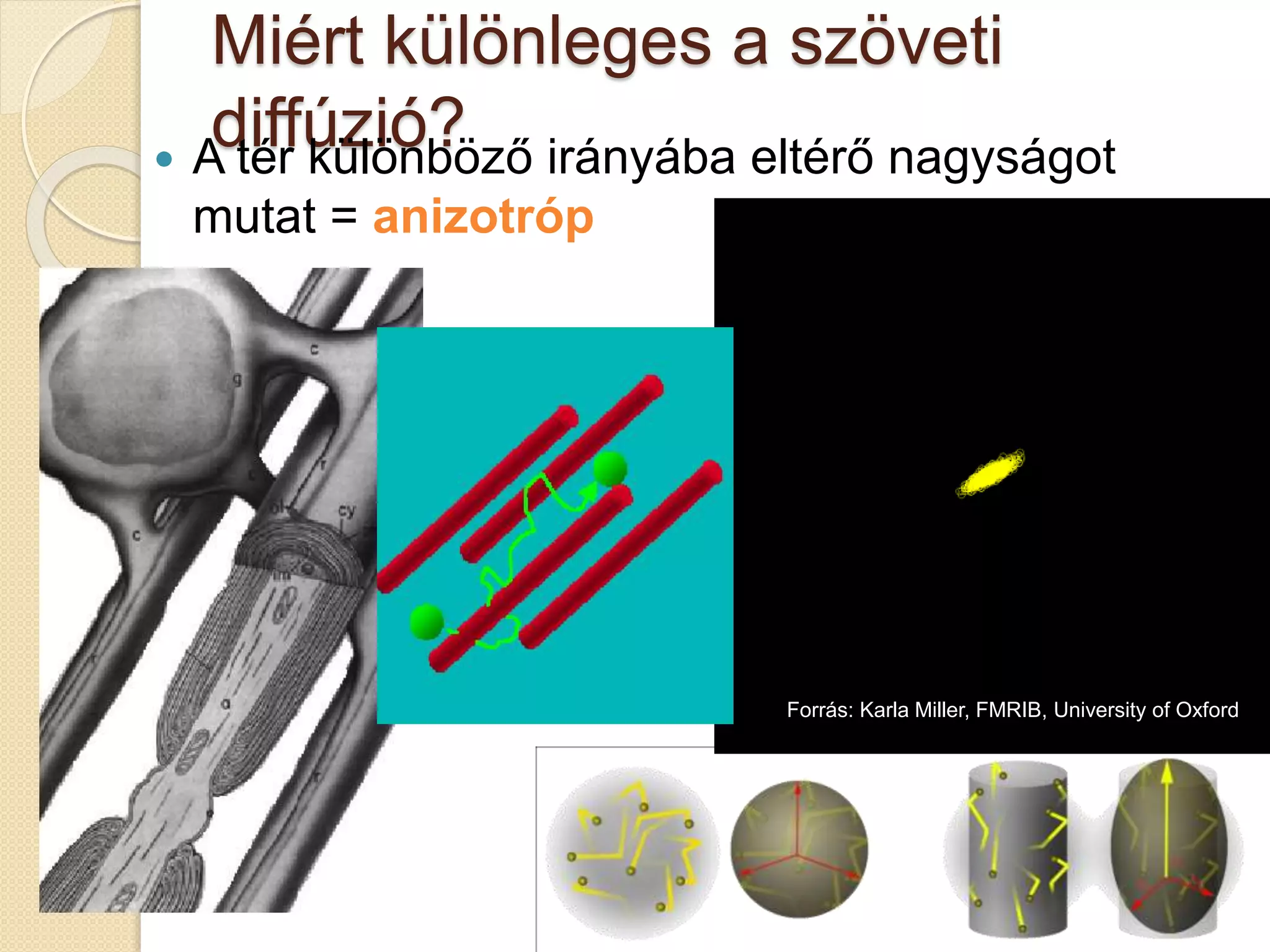 Miért különleges a szöveti
diffúzió? A tér különböző irányába eltérő nagyságot
mutat = anizotróp
Forrás: Karla Miller, FMRIB, University of Oxford
 