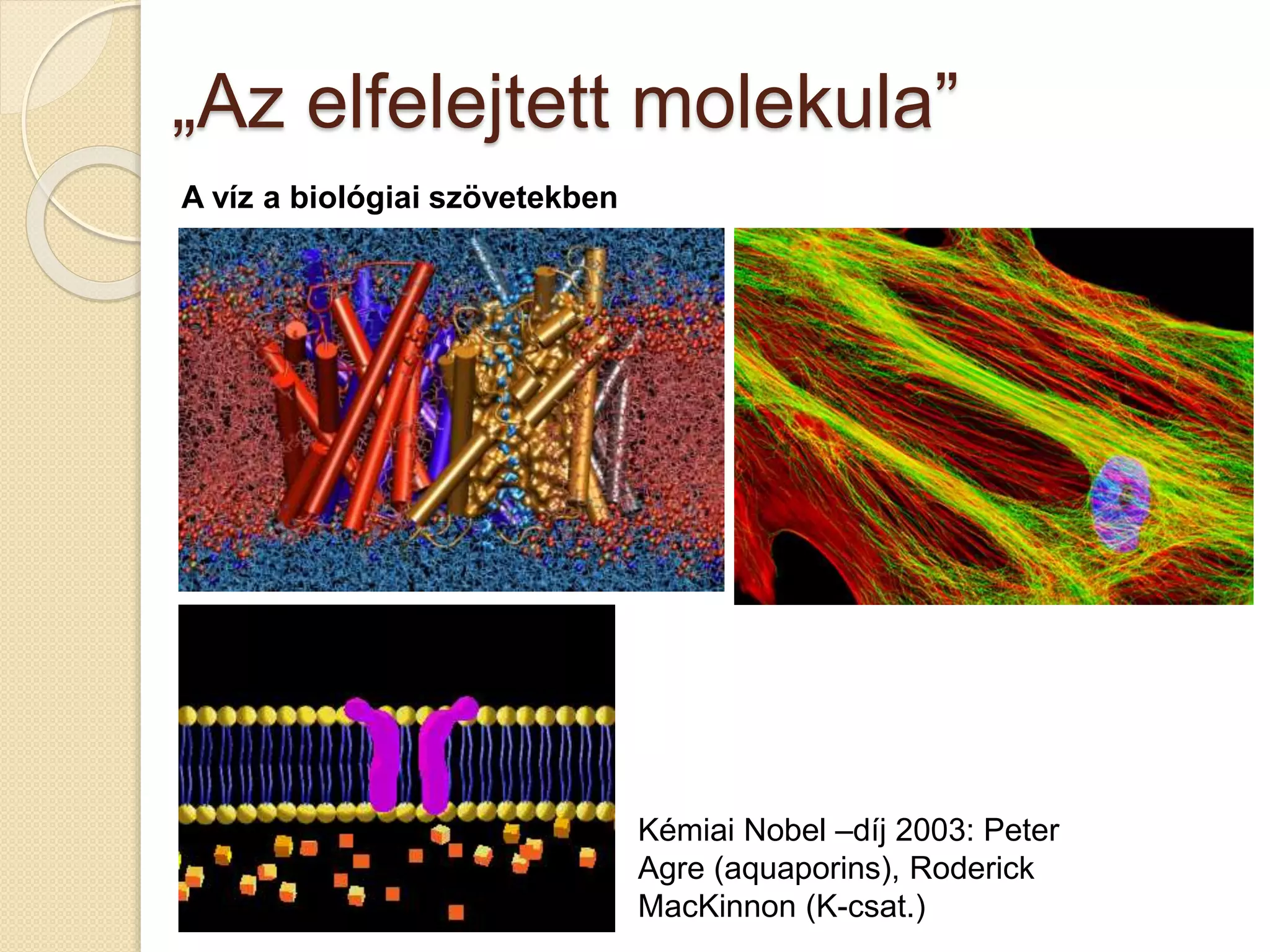 „Az elfelejtett molekula”
A víz a biológiai szövetekben
Kémiai Nobel –díj 2003: Peter
Agre (aquaporins), Roderick
MacKinnon (K-csat.)
 