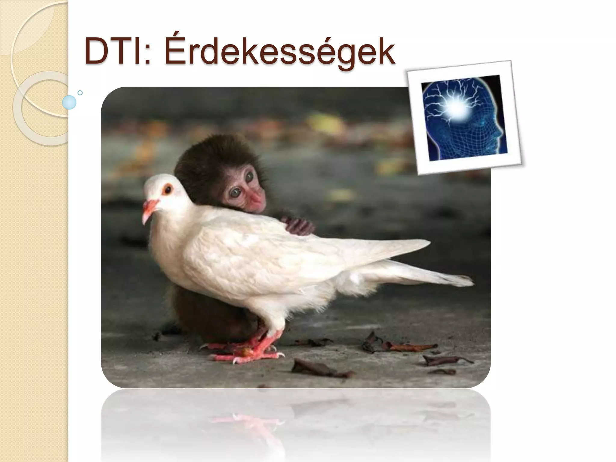 DTI: Érdekességek
 