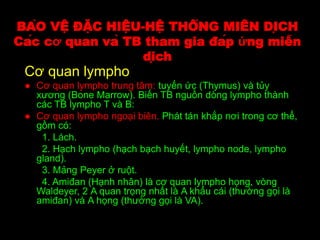 BẢO VỆ ĐẶC HIỆU-HỆ THỐNG MIỄN DỊCH
Các cơ quan và TB tham gia đáp ứng miễn
dịch
Cơ quan lympho
● Cơ quan lympho trung tâm: tuyến ức (Thymus) và tủy
xương (Bone Marrow). Biến TB nguồn dòng lympho thành
các TB lympho T và B:
● Cơ quan lympho ngoại biên. Phát tán khắp nơi trong cơ thể,
gồm có:
1. Lách.
2. Hạch lympho (hạch bạch huyết, lympho node, lympho
gland).
3. Mảng Peyer ở ruột.
4. Amiđan (Hạnh nhân) là cơ quan lympho họng, vòng
Waldeyer, 2 A quan trọng nhất là A khẩu cái (thường gọi là
amiđan) và A họng (thường gọi là VA).
 