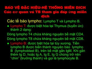 BẢO VỆ ĐẶC HIỆU-HỆ THỐNG MIỄN DỊCH
Các cơ quan và TB tham gia đáp ứng miễn
dịch
Các tế bào lympho: Lympho T và Lympho B.
● Lympho T: được biệt hóa tại Thymus (tuyến ức)
thành 2 dạng:
Dòng lympho T4 chứa kháng nguyên bề mặt CD4.
Dòng lympho T8 chứa kháng nguyên bề mặt CD8.
● Lympho B: được biệt hóa tại tủy xương. Tiền
lympho B được biến thành nguyên bào lympho
B (lymphoblast B), trên bề mặt gắn IgM. Khi gắn
thêm Ig D, hoặc Ig A, Ig E, Ig G chúng trở nên
“chín” (trưởng thành) và gọi là lymphocyte B.
 