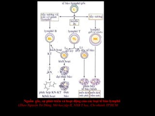 Nguồn gốc, sự phát triển và hoạt động của các loại tế bào
lymphô
(Theo Nguyễn Trí Dũng, Mô học,tập II, NXB Y học, Chi
nhánh TP.HCM, 2005
Nguồn gốc, sự phát triển và hoạt động của các loại tế bào
lymphô
(Theo Nguyễn Trí Dũng, Mô học,tập II, NXB Y học, Chi
nhánh TP.HCM, 2005
Nguồn gốc, sự phát triển và hoạt động của các loại tế bào lymphô
(Theo Nguyễn Trí Dũng, Mô học,tập II, NXB Y học, Chi nhánh TP.HCM, 2005
 