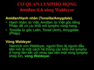 CƠ QUAN LYMPHO HỌNG
Amiđan-V.A vòng Waldeyer
Amiđan/Hạnh nhân (Tonsilla/Amygdale).
• Hạnh nhân: từ Việt. Amiđan: từ Việt gốc tiếng
Pháp: để chỉ các khối mô lympho vùng họng.
• Tonsilla từ gốc Latin, Tonsil (Anh), Amygdale
(Pháp).
Vòng Waldeyer
Heinrich von Waldeyer, người Đức là người đầu
tiên mô tả một cách hệ thống các khối mô lympho
ở họng liên kết với nhau tạo nên một vòng lympho
khép kín, vòng Waldeyer.
 
