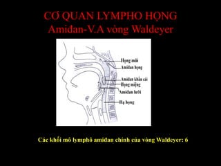 CƠ QUAN LYMPHO HỌNG
Amiđan-V.A vòng Waldeyer
Các khối mô lymphô amiđan chính của vòng Waldeyer: 6
 
