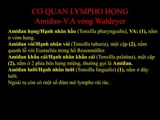 CƠ QUAN LYMPHO HỌNG
Amiđan-V.A vòng Waldeyer
Amiđan họng/Hạnh nhân hầu (Tonsilla pharyngealis), VA: (1), nằm
ở vòm họng.
Amiđan vòi/Hạnh nhân vòi (Tonsilla tubaria), một cặp (2), nằm
quanh lỗ vòi Eustachia trong hố Rosenmüller.
Amiđan khẩu cái/Hạnh nhân khẩu cái (Tonsilla palatina), một cặp
(2), nằm ở 2 phía bên họng miệng, thường gọi là Amiđan.
Amiđan lưỡi/Hạnh nhân lưỡi (Tonsilla lingualis) (1), nằm ở đáy
lưỡi.
Ngoài ra còn có một số đám mô lympho rải rác.
 