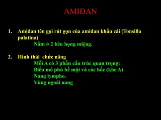 AMIĐAN
1. Amiđan tên gọi rút gọn của amiđan khẩu cái (Tonsilla
palatina)
Nằm ở 2 bên họng miệng.
2. Hình thái chức năng
Mỗi A có 3 phần cấu trúc quan trọng:
Biểu mô phủ bề mặt và các hốc (khe A)
Nang lympho.
Vùng ngoài nang
 