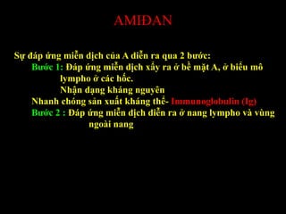 AMIĐAN
Sự đáp ứng miễn dịch của A diễn ra qua 2 bước:
Bước 1: Đáp ứng miễn dịch xẩy ra ở bề mặt A, ở biểu mô
lympho ở các hốc.
Nhận dạng kháng nguyên
Nhanh chóng sản xuất kháng thể- Immunoglobulin (Ig)
Bước 2 : Đáp ứng miễn dịch diễn ra ở nang lympho và vùng
ngoài nang
 