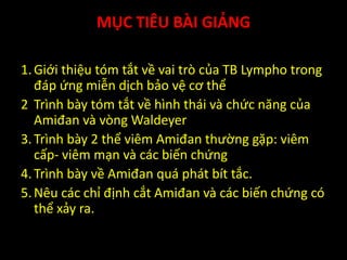 MỤC TIÊU BÀI GIẢNG
1.Giới thiệu tóm tắt về vai trò của TB Lympho trong
đáp ứng miễn dịch bảo vệ cơ thể
2 Trình bày tóm tắt về hình thái và chức năng của
Amiđan và vòng Waldeyer
3.Trình bày 2 thể viêm Amiđan thường gặp: viêm
cấp- viêm mạn và các biến chứng
4.Trình bày về Amiđan quá phát bít tắc.
5.Nêu các chỉ định cắt Amiđan và các biến chứng có
thể xảy ra.
 