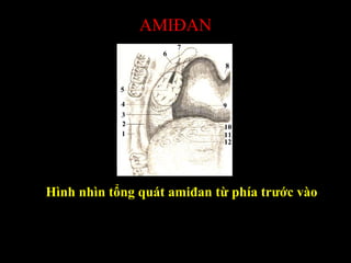 AMIĐAN
Hình nhìn tổng quát amiđan từ phía trước vào
 