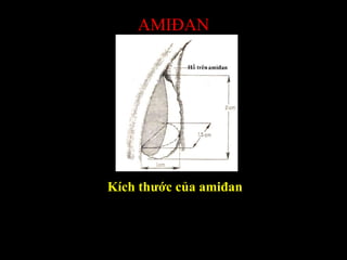AMIĐAN
Kích thước của amiđan
 