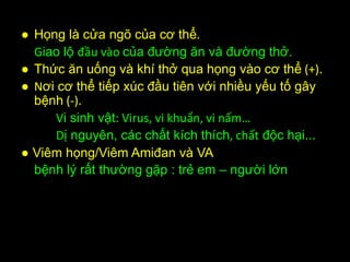 ● Họng là cửa ngõ của cơ thể.
Giao lộ đầu vào của đường ăn và đường thở.
● Thức ăn uống và khí thở qua họng vào cơ thể (+).
● Nơi cơ thể tiếp xúc đầu tiên với nhiều yếu tố gây
bệnh (-).
Vi sinh vật: Virus, vi khuẩn, vi nấm…
Dị nguyên, các chất kích thích, chất độc hại...
● Viêm họng/Viêm Amiđan và VA
bệnh lý rất thường gặp : trẻ em – người lớn
 