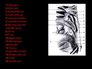 1.Cuốn giữa
2.Cuốn dưới
3.Xương khẩu cái
4.Tuyến khẩu cái
5.Trụ trước amiđan
(Cung khẩu cái lưỡi)
6.Mặt lưng của lưỡi
7.Amiđan họng
8.Gờ vòi
9.Lỗ vòi
10.Ngách họng
11.Nếp họngvòi
12.Màn hầu
13.Trụ sau
(Cung khẩu cái hầu)
14.Amiđan khẩu cái
15.V lưỡi
16.Amiđan lưỡi
 