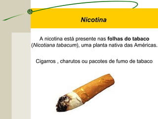 Nicotina
A nicotina está presente nas folhas do tabaco
(Nicotiana tabacum), uma planta nativa das Américas.
Cigarros , charutos ou pacotes de fumo de tabaco
 