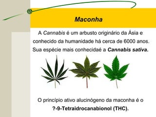 A Cannabis é um arbusto originário da Ásia e
conhecido da humanidade há cerca de 6000 anos.
Sua espécie mais conhecidaé a Cannabis sativa.
O princípio ativo alucinógeno da maconha é o
?-9-Tetraidrocanabionol (THC).
Maconha
 