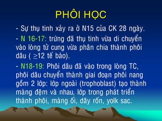 PHOÂI HOÏC
• - Söï thuï tinh xaûy ra ôû N15 cuûa CK 28 ngaøy.
• - N 16-17: tröùng ñaõ thuï tinh vöøa di chuyeån
vaøo loøng töû cung vöøa phaân chia thaønh phoâi
daâu ( ≥12 teá baøo).
• - N18-19: Phoâi daâu ñaõ vaøo trong loøng TC,
phoâi daâu chuyeån thaønh giai ñoaïn phoâi nang
goàm 2 lôùp: lôùp ngoaøi (trophoblast) taïo thaønh
maøng ñeäm vaø nhau, lôùp trong phaùt trieån
thaønh phoâi, maøng oái, daây roán, yolk sac.
 