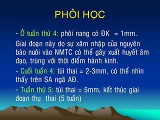 PHOÂI HOÏC
• - ÔÛ tuaàn thöù 4: phoâi nang coù ÑK = 1mm.
• Giai ñoaïn naøy do söï xaâm nhaäp cuûa nguyeân
baøo nuoâi vaøo NMTC coù theå gaây xuaát huyeát aâm
ñaïo, truøng vôùi thôøi ñieåm haønh kinh.
• - Cuoái tuaàn 4: tuùi thai = 2-3mm, coù theå nhìn
thaáy treân SA ngaõ AÑ.
• - Tuaàn thöù 5: tuùi thai = 5mm, keát thuùc giai
ñoaïn thuï thai (5 tuaàn)
 