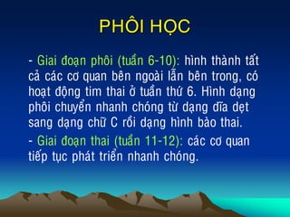 PHOÂI HOÏC
• - Giai ñoaïn phoâi (tuaàn 6-10): hình thaønh taát
caû caùc cô quan beân ngoaøi laãn beân trong, coù
hoaït ñoäng tim thai ôû tuaàn thöù 6. Hình daïng
phoâi chuyeån nhanh choùng töø daïng dóa deït
sang daïng chöõ C roài daïng hình baøo thai.
• - Giai ñoaïn thai (tuaàn 11-12): caùc cô quan
tieáp tuïc phaùt trieån nhanh choùng.
 