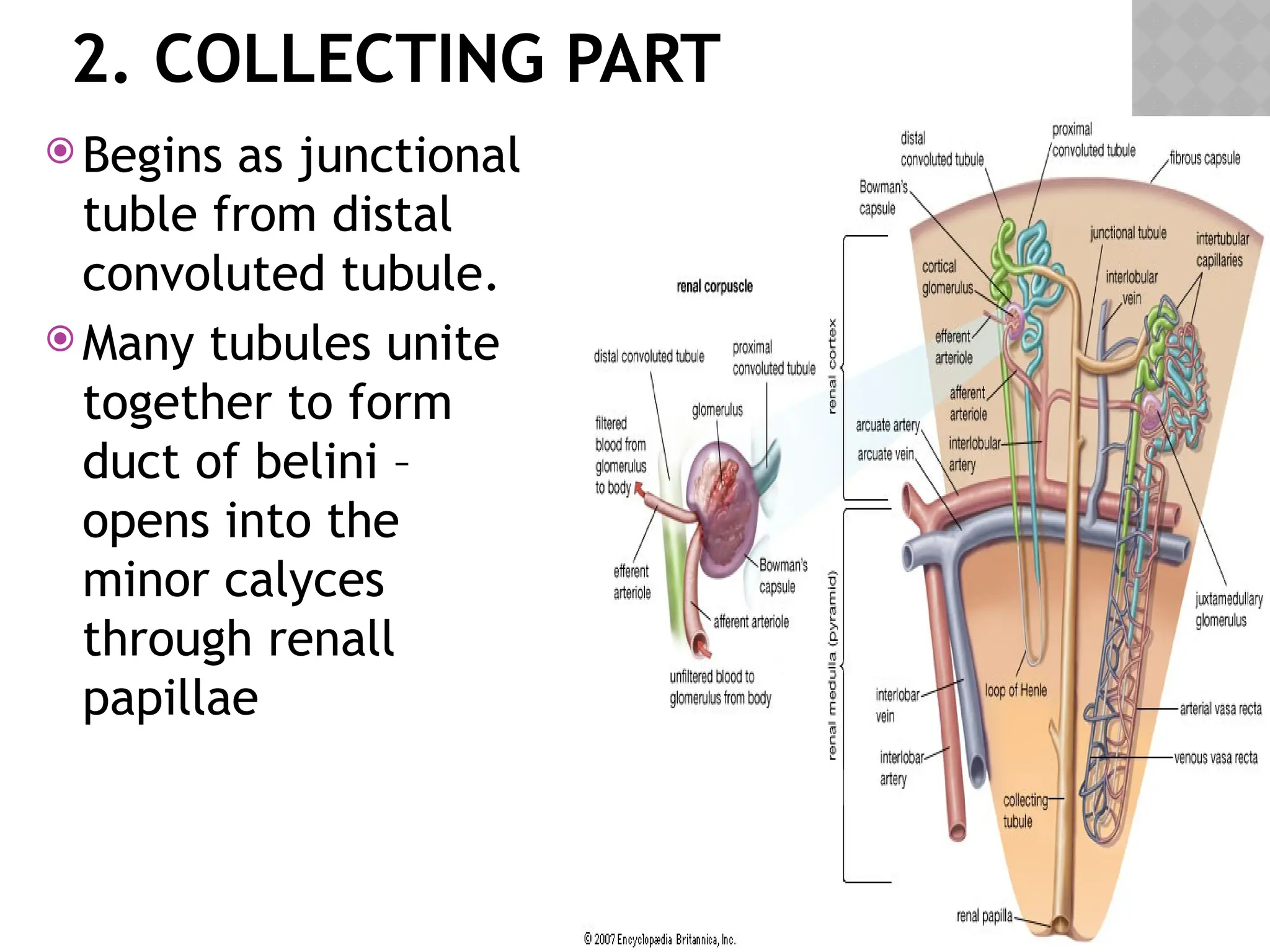 Anatomy of Kidney.@urinary system organs.ppt