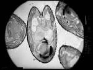 Artemia salina 
Berwarna coklat 
Dijual dipasaran dalam bentuk 
kering 
Hidup diperairan laut 
Salinitas 27 – 35 promi...