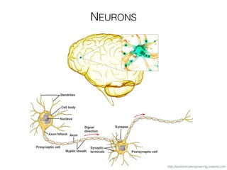 NEURONS
http://biomedicalengineering.yolasite.com
 