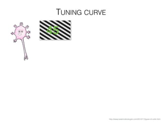 TUNING CURVE
http://www.beatricebiologist.com/2012/11/types-of-cells.html
45
 
