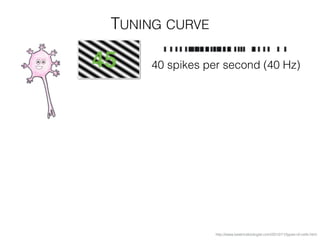 TUNING CURVE
http://www.beatricebiologist.com/2012/11/types-of-cells.html
40 spikes per second (40 Hz)45
 