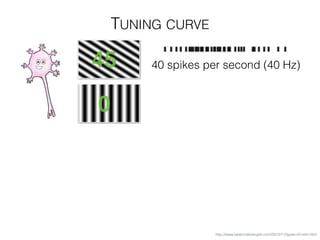 TUNING CURVE
http://www.beatricebiologist.com/2012/11/types-of-cells.html
40 spikes per second (40 Hz)
0
45
 