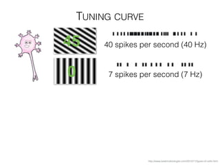 TUNING CURVE
http://www.beatricebiologist.com/2012/11/types-of-cells.html
40 spikes per second (40 Hz)
7 spikes per second (7 Hz)0
45
 