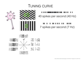 TUNING CURVE
http://www.beatricebiologist.com/2012/11/types-of-cells.html
40 spikes per second (40 Hz)
7 spikes per second (7 Hz)0
45
 