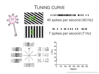 TUNING CURVE
http://www.beatricebiologist.com/2012/11/types-of-cells.html
40 spikes per second (40 Hz)
7 spikes per second (7 Hz)0
45
 
