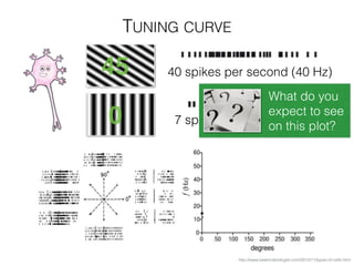 TUNING CURVE
http://www.beatricebiologist.com/2012/11/types-of-cells.html
40 spikes per second (40 Hz)
7 spikes per second (7 Hz)
What do you
expect to see
on this plot?
0
45
 