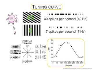 TUNING CURVE
http://www.beatricebiologist.com/2012/11/types-of-cells.html
40 spikes per second (40 Hz)
7 spikes per second (7 Hz)0
45
 