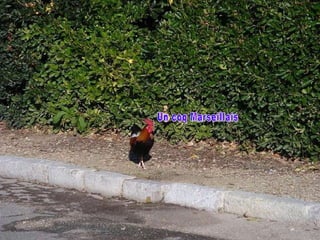 Un coq Marseillais 