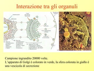 Interazione tra gli organuli
Campione ingrandito 20000 volte.
L’apparato di Golgi è colorato in verde, la sfera colorata in giallo è
una vescicola di secrezione
 